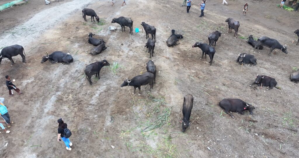 Aetas in Porac Receive Carabaos, Farm Tools to Boost Livelihood Under DSWD’s Pag-abot Program
