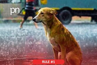 don’t forget our furry friends