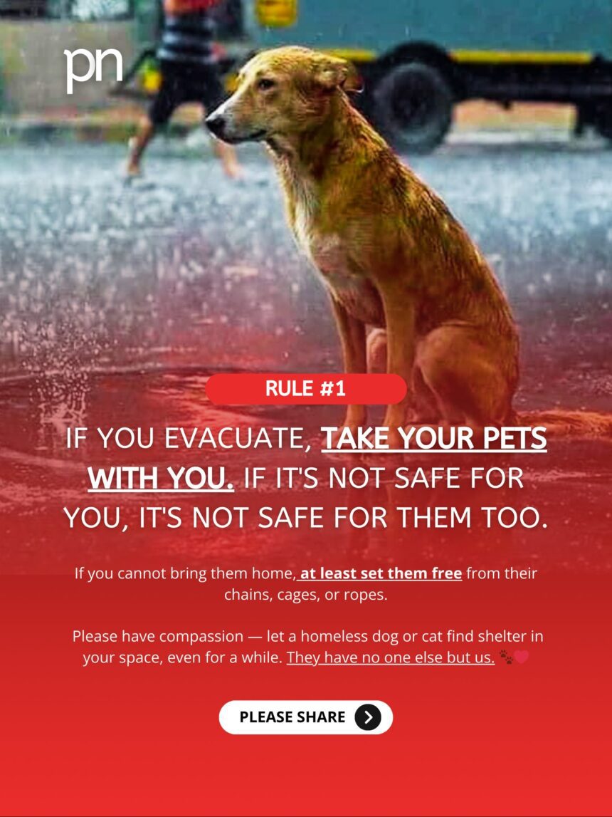 don’t forget our furry friends