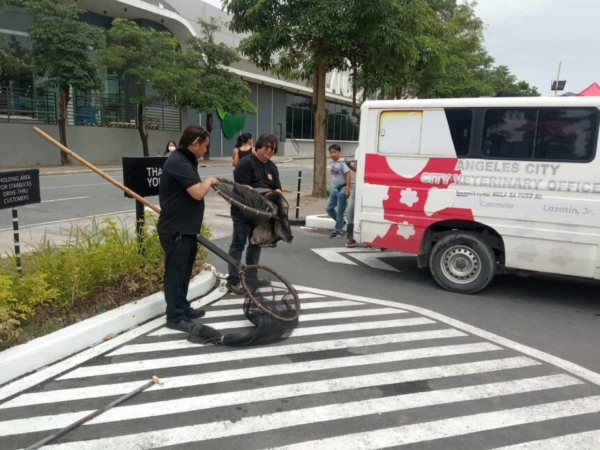 547694798 122326867340002831 1380433658800447516 n