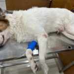 597930212 1294218075725438 5321643254788997849 n