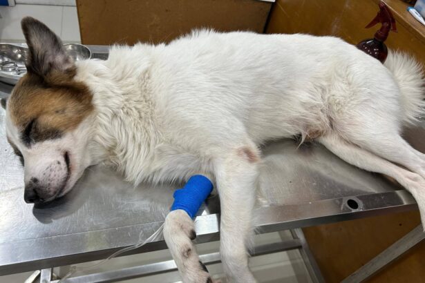 597930212 1294218075725438 5321643254788997849 n