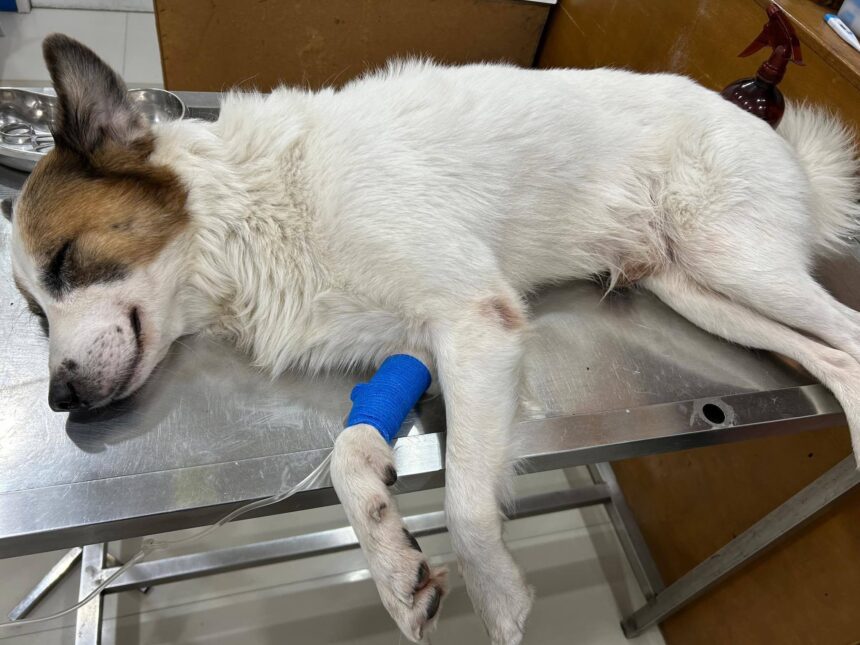 597930212 1294218075725438 5321643254788997849 n