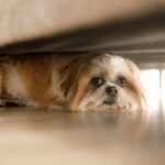 Firecrackers Dont Just Hurt People — They Terrify Animals Too