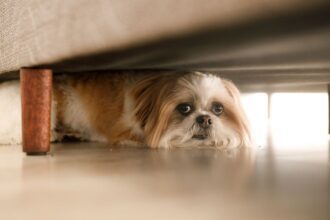 Firecrackers Dont Just Hurt People — They Terrify Animals Too