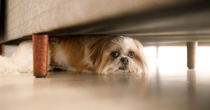 Firecrackers Dont Just Hurt People — They Terrify Animals Too