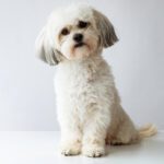 The Gentleman from Pampanga Kiko Pangilinan Secures ₱10 Million for First Ever National Animal Welfare Program