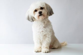 The Gentleman from Pampanga Kiko Pangilinan Secures ₱10 Million for First Ever National Animal Welfare Program