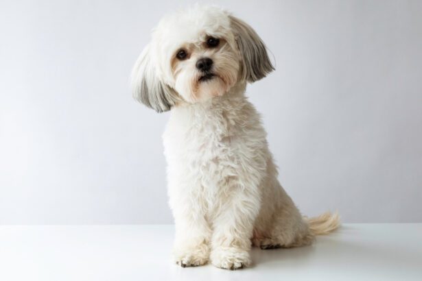 The Gentleman from Pampanga Kiko Pangilinan Secures ₱10 Million for First Ever National Animal Welfare Program