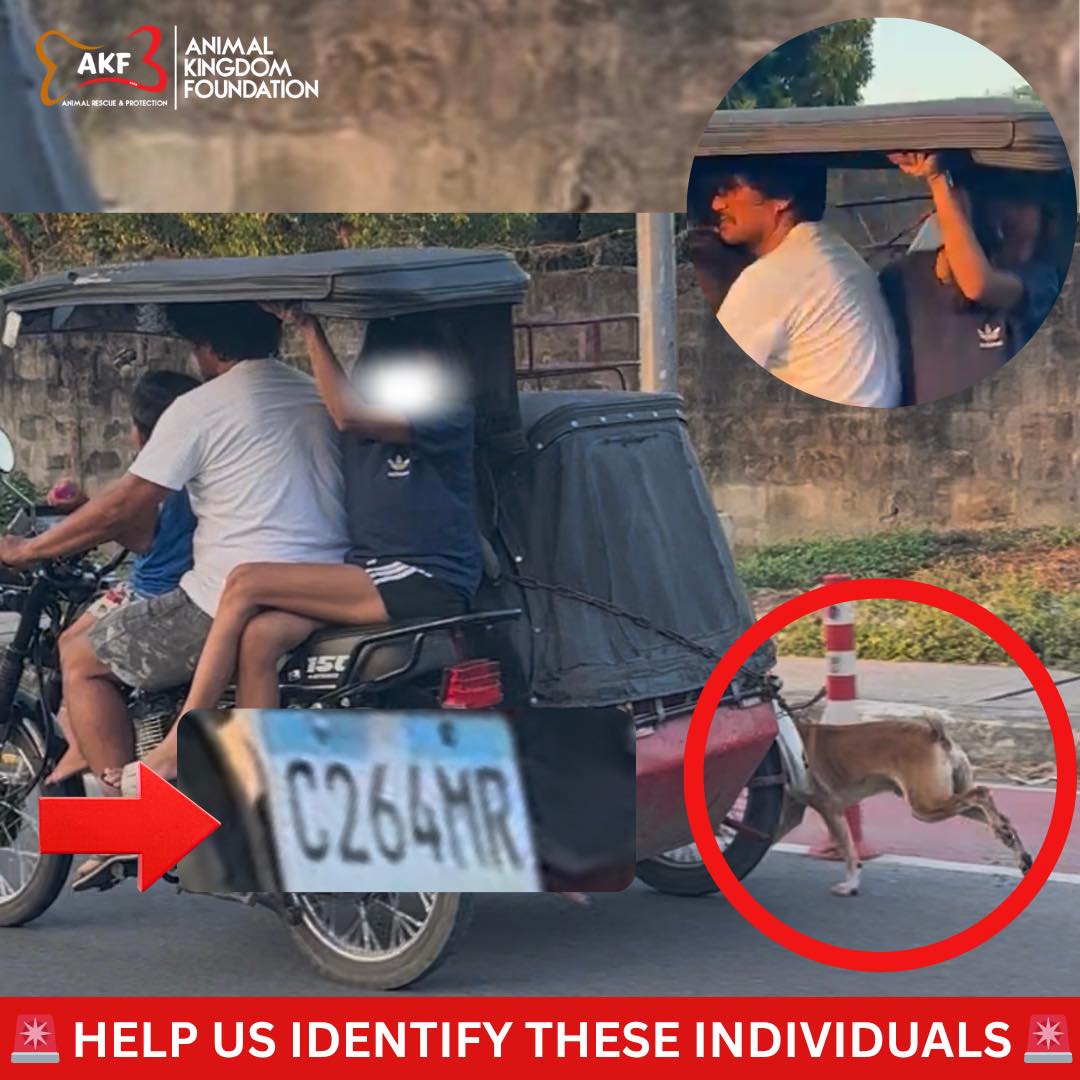 Dog Chained To Moving Motorcycle In Pampanga Sparks Outrage, Animal Welfare Group Seeks Public’s Help 704565106 1317700710496472 4796919774818364196 N