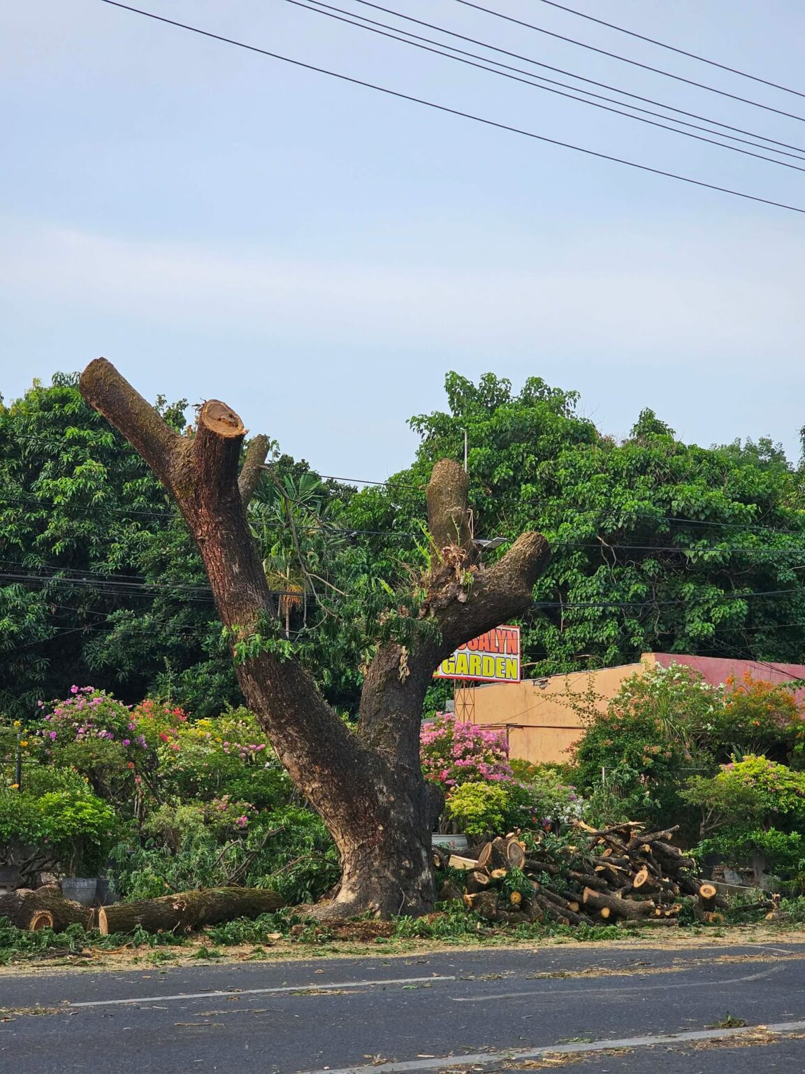 SAVE The TREES Coalition Calls for Review of Extensive Pruning Along Fil-Am Friendship Highway