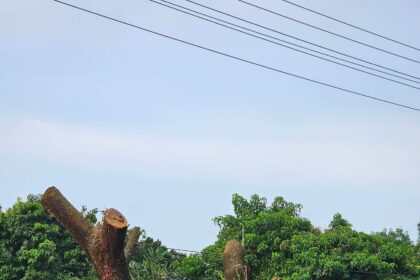 SAVE The TREES Coalition Calls for Review of Extensive Pruning Along Fil-Am Friendship Highway