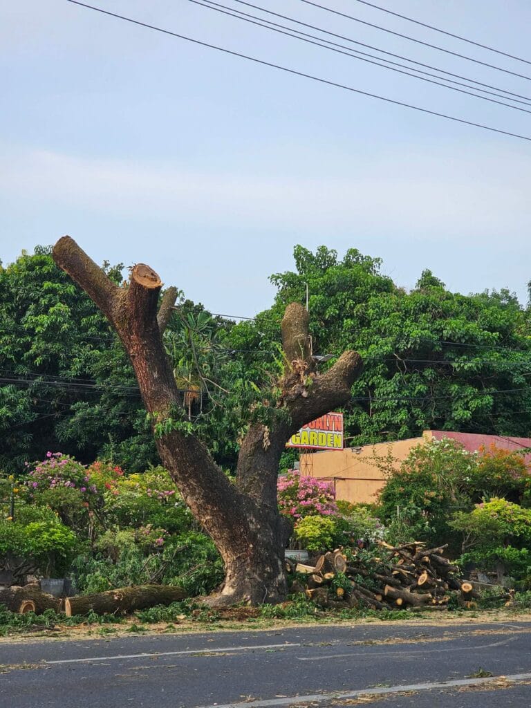 SAVE The TREES Coalition Calls for Review of Extensive Pruning Along Fil-Am Friendship Highway SAVE The TREES Coalition Calls for Review of Extensive Pruning Along Fil-Am Friendship Highway