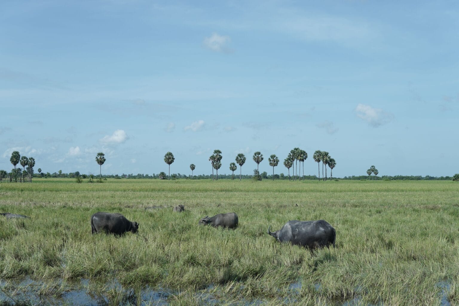 Why Carabao Milk Is Called the Philippines' 'White Gold'—And Why So Few Filipinos Get to Enjoy It