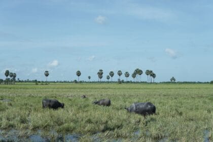 Why Carabao Milk Is Called the Philippines' 'White Gold'—And Why So Few Filipinos Get to Enjoy It