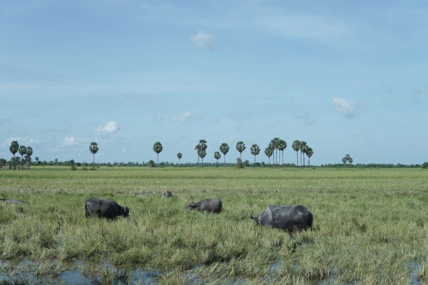 Why Carabao Milk Is Called the Philippines' 'White Gold'—And Why So Few Filipinos Get to Enjoy It